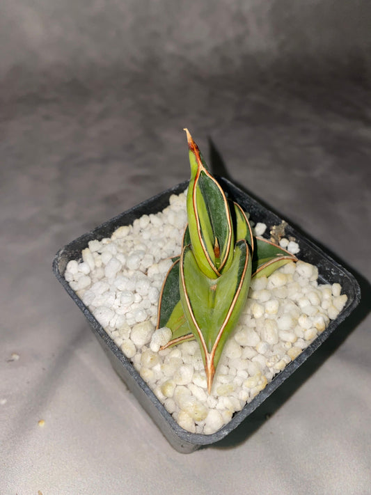 SANSEVIERIA RORIDA VARIEGATA